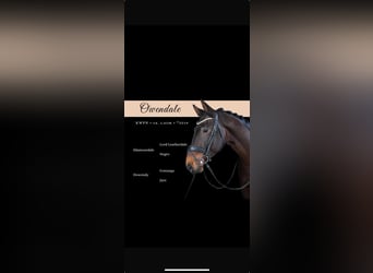 KWPN, Caballo castrado, 6 años, 165 cm, Castaño oscuro