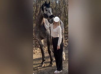 KWPN, Caballo castrado, 6 años, 165 cm, Tordo rodado