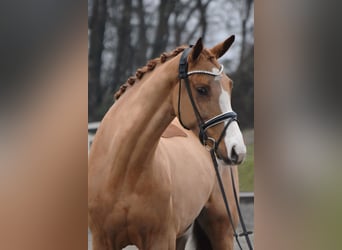 KWPN, Caballo castrado, 6 años, 166 cm, Alazán