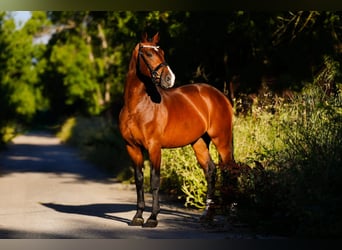 KWPN, Caballo castrado, 6 años, 166 cm, Castaño