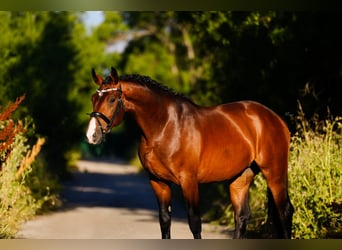 KWPN, Caballo castrado, 6 años, 166 cm, Castaño