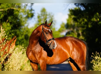 KWPN, Caballo castrado, 6 años, 166 cm, Castaño