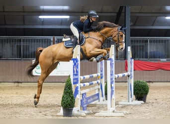 KWPN, Caballo castrado, 6 años, 167 cm, Alazán