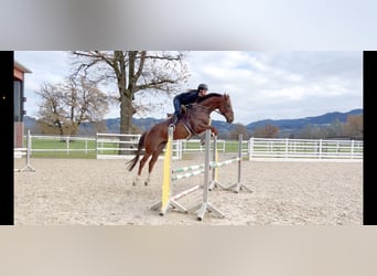 KWPN, Caballo castrado, 6 años, 167 cm, Alazán-tostado