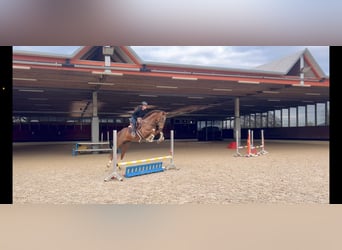 KWPN, Caballo castrado, 6 años, 167 cm, Alazán-tostado