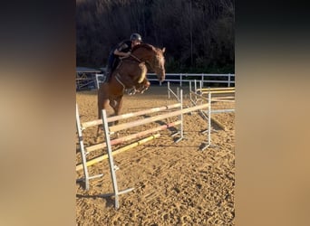 KWPN, Caballo castrado, 6 años, 167 cm, Alazán-tostado