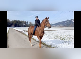 KWPN, Caballo castrado, 6 años, 167 cm, Alazán-tostado