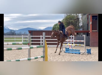 KWPN, Caballo castrado, 6 años, 167 cm, Alazán-tostado