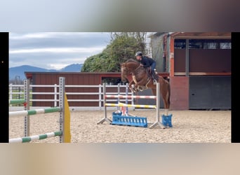 KWPN, Caballo castrado, 6 años, 167 cm, Alazán-tostado