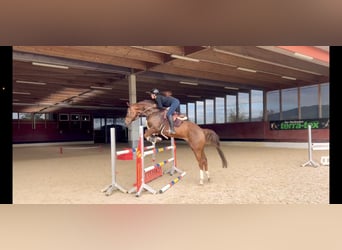 KWPN, Caballo castrado, 6 años, 167 cm, Alazán-tostado