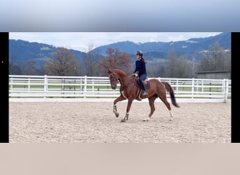 KWPN, Caballo castrado, 6 años, 167 cm, Alazán-tostado