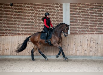 KWPN, Caballo castrado, 6 años, 167 cm, Castaño