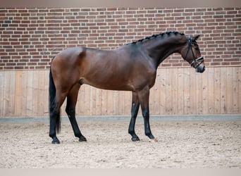 KWPN, Caballo castrado, 6 años, 167 cm, Castaño