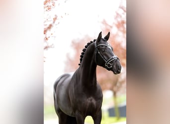 KWPN, Caballo castrado, 6 años, 167 cm, Negro