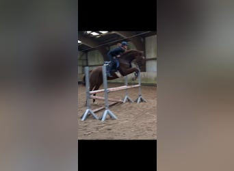 KWPN, Caballo castrado, 6 años, 168 cm, Alazán-tostado