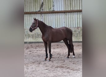 KWPN, Caballo castrado, 6 años, 168 cm, Alazán-tostado