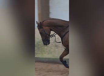 KWPN, Caballo castrado, 6 años, 168 cm, Alazán-tostado