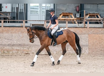 KWPN, Caballo castrado, 6 años, 168 cm