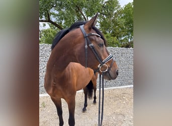 KWPN, Caballo castrado, 6 años, 168 cm, Castaño
