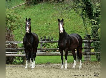 KWPN, Caballo castrado, 6 años, 168 cm, Castaño