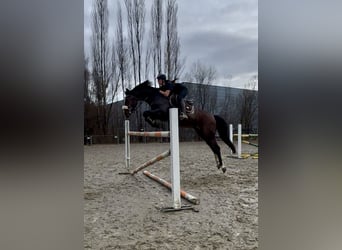 KWPN, Caballo castrado, 6 años, 168 cm, Castaño