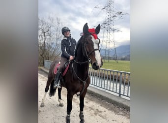 KWPN, Caballo castrado, 6 años, 168 cm, Castaño