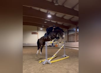 KWPN, Caballo castrado, 6 años, 168 cm, Castaño