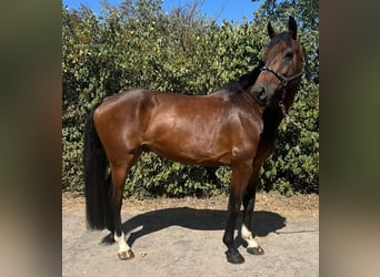 KWPN, Caballo castrado, 6 años, 168 cm, Castaño