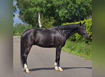 KWPN, Caballo castrado, 6 años, 168 cm, Negro