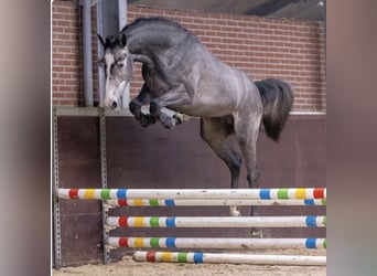 KWPN, Caballo castrado, 6 años, 168 cm, Tordo