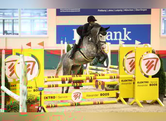 KWPN, Caballo castrado, 6 años, 168 cm, Tordo