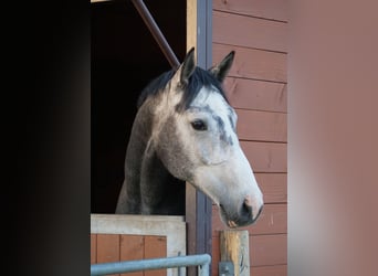 KWPN, Caballo castrado, 6 años, 168 cm, Tordo