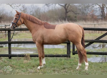 KWPN, Caballo castrado, 6 años, 169 cm, Alazán