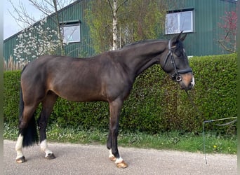 KWPN, Caballo castrado, 6 años, 169 cm, Morcillo
