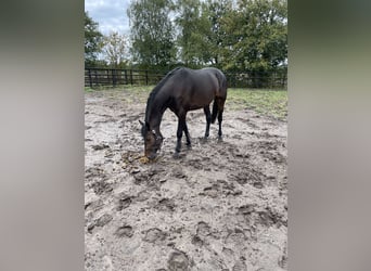 KWPN, Caballo castrado, 6 años, 169 cm, Morcillo