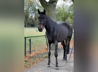 KWPN, Caballo castrado, 6 años, 169 cm, Morcillo