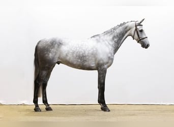 KWPN, Caballo castrado, 6 años, 169 cm, Tordo