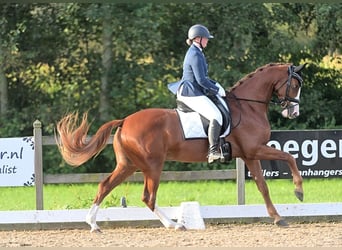 KWPN, Caballo castrado, 6 años, 170 cm, Alazán