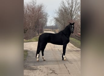 KWPN, Caballo castrado, 6 años, 170 cm