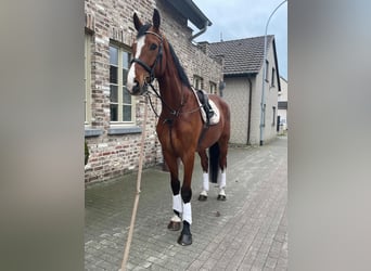 KWPN, Caballo castrado, 6 años, 170 cm