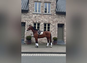 KWPN, Caballo castrado, 6 años, 170 cm