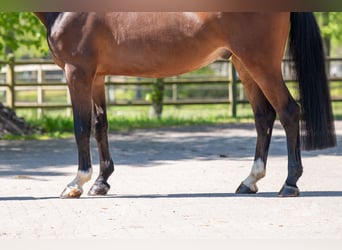 KWPN, Caballo castrado, 6 años, 170 cm