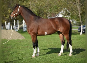 KWPN, Caballo castrado, 6 años, 170 cm, Castaño