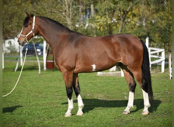 KWPN, Caballo castrado, 6 años, 170 cm, Castaño