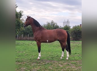 KWPN, Caballo castrado, 6 años, 170 cm, Castaño