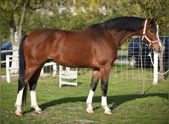 KWPN, Caballo castrado, 6 años, 170 cm, Castaño