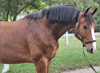 KWPN, Caballo castrado, 6 años, 170 cm, Castaño