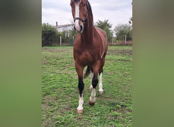 KWPN, Caballo castrado, 6 años, 170 cm, Castaño