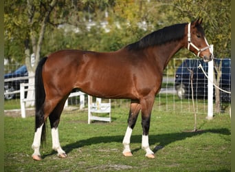 KWPN, Caballo castrado, 6 años, 170 cm, Castaño