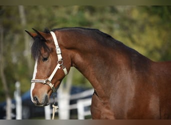 KWPN, Caballo castrado, 6 años, 170 cm, Castaño